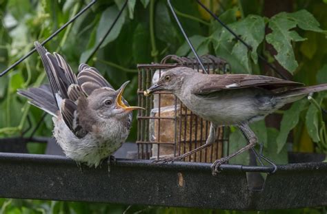 I find them to be territorial when they are protecting/defending a nest with babies. Feeding the Baby | Shutterbug