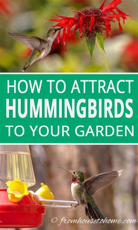 Other potential hazards for hummingbirds. Attract Hummingbirds To Your Garden (10 Tips You Can Use ...