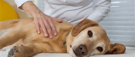 Use long, light strokes along the length of your dog's body (from head to tail) to warm the body. Dealing with Canine Arthritis & Joint Pain | Australian ...