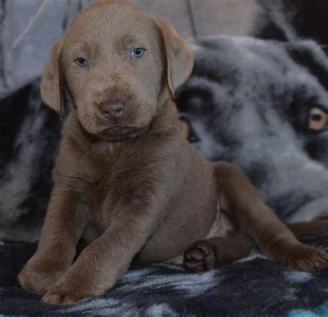 Adored and lovingly raised labrador retriever puppies! AKC Silver lab puppies out of ofa'd parents ready soon for Sale in Sacramento, California ...