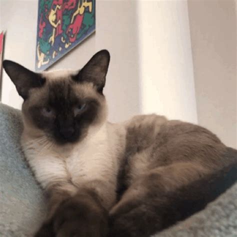 In time and correctly diagnosed epilepsy in cats, correctly selected treatment and adequate care is a guarantee that the disease will not bring irreversible harm. siamese-gif | Tumblr