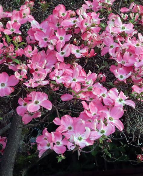 We also have a nice selection of ornamental trees, with many of our trees being on the great plant picks list for the pacific northwest. Pin on Trees of Washington State