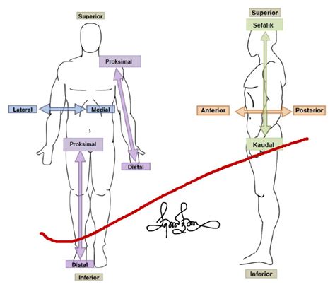 Sains juga mencipta teknik penanaman tanpa menggunakan tanah yang dikenali sebagai teknik hidroponik. Blog Cikgu Mazlan: 1/ Anatomi & Fisiologi Manusia