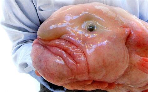 Blobfish, pez borrón o pez gota es el animal más feo del mundo, toda la información sobre este animal, aquí. 15 animales marinos que parecen de una película de ciencia ...