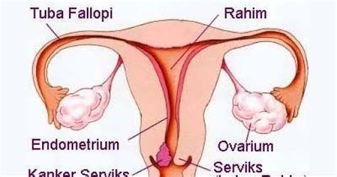 Apa lagi yang anda perlu membaca: Gangguan, Kelainan dan Penyakit pada Sistem Reproduksi ...