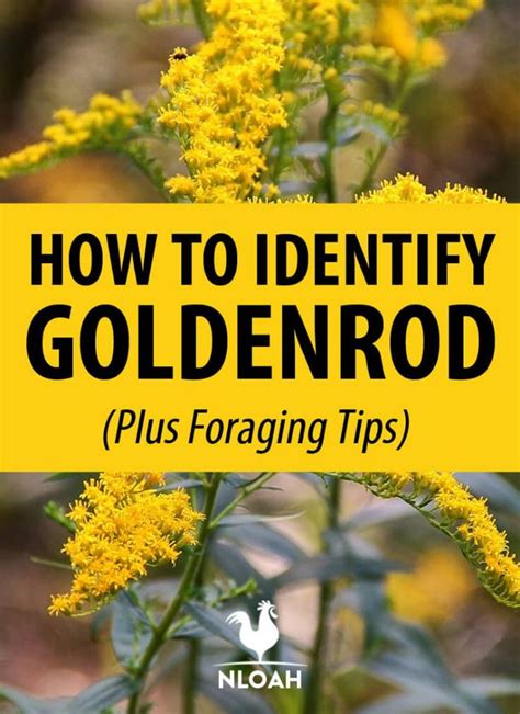 In fact, it is now said that plant identification technology can recognize nearly 90% of all known species in the world! How to Identify Goldenrod (Plus Foraging Tips) • New Life ...