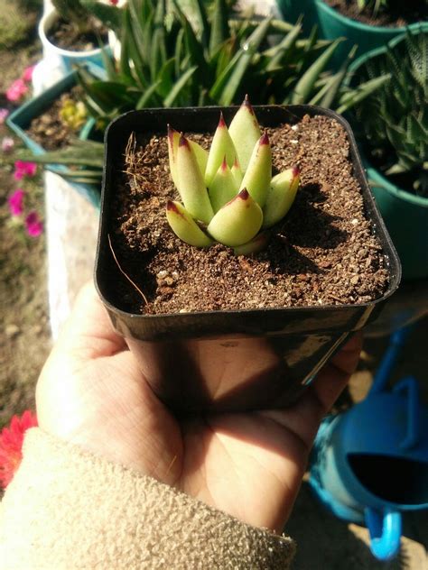 Growing cacti from stem cuttings is a common propagation technique. Lipstick succulent | Succulents, Cactus and succulents, Plants