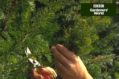 The quality of homegrown vegetables and fruit invariably outstrips almost monty says that there are few gardeners who do not sooner or later plant and enjoy a clematis and there are few plants that so reliably give such a display. How to take yew cuttings | Evergreen plants, Yew shrub ...