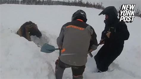 Aurora snow plowed deep in her ass. Heroes rescue a moose trapped in deep snow | New York Post ...