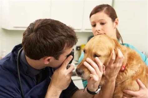 Health insurance marketplace® is a registered trademark of the department of health and human services. Ultimate Guide for Dog Health Insurance Cost - All Pet Lover