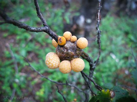 The giant mosquitos are giant reoccurring insects that appeared various times in the cyanide and happiness the park saga. Patagonia: Awed in Argentina