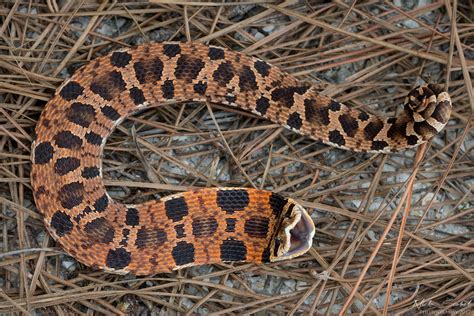 Hello, my name is orry martin: Eastern Hognose Snake | Heterodon platirhinos A stunning ...