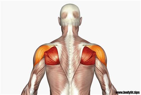 May 02, 2016 · an der außenseite des humerusschaftes setzt ungefähr in der mitte der deltamuskel (musculus deltoideus) an. Außenrotation am Kabelzug - Übungsbeschreibung » bodyfit.tips