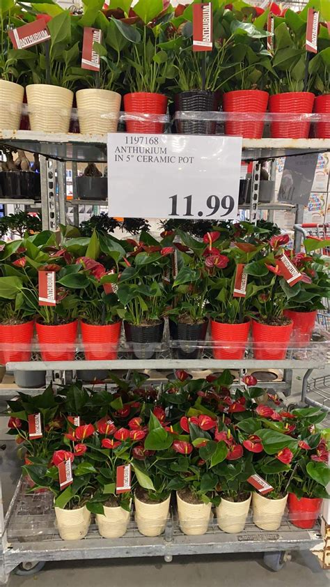 Costco stores most likely will vary with the variety they offer for flower bouquets and these will definitely change based on the season, these are just some ideas to show you what you can get for the price.} Flowers and plants at Costco - Save Money in Winnipeg