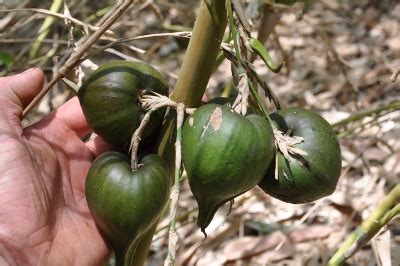 Maybe you would like to learn more about one of these? Bamboo Land Nursery and Parklands | QLD Australia ...