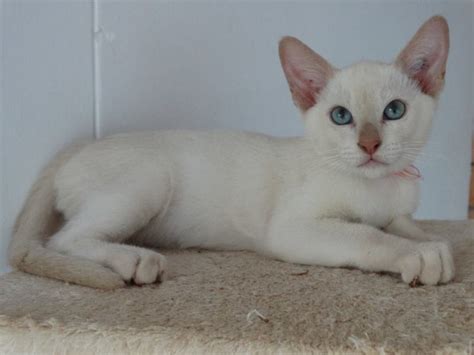 Try the craigslist app » android ios cl. Cinnamon Tonkinese Kitten - Registered Breeder - Ready To ...