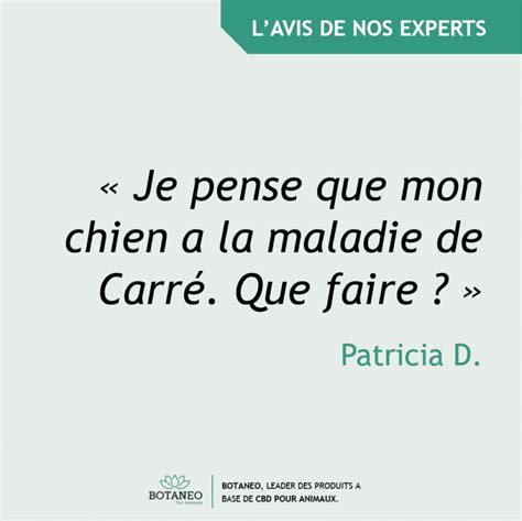 Je pense que mon chien a la maladie de Carré. Que faire ? – Botaneo