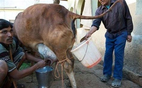 Did prophet muhammad advise his followers to drink camel urine? Indian disgust..err..original soft drink (6 pics ...