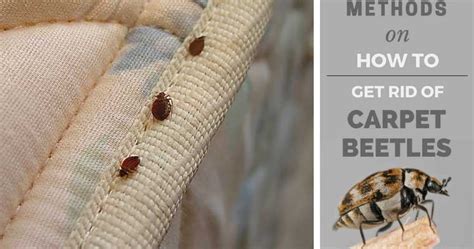 Maybe you would like to learn more about one of these? 7 Photos Does Steam Cleaning Kill Carpet Beetle Larvae And ...