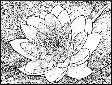 Are there any coloring pages for water lily? Water lilies coloring pages download and print for free