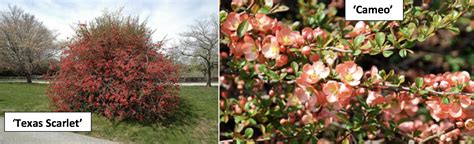 Quinces are edible, but usually are considered too bitter to be eaten directly from the shrub. The Cinderellas of The Winter Garden