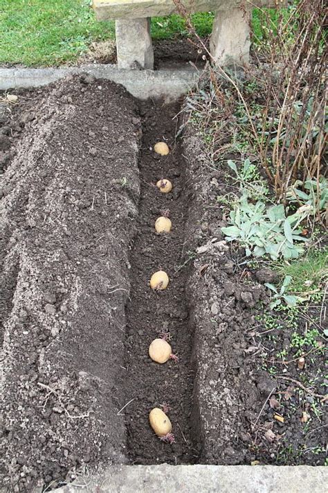 Die beeren wilder kartoffeln werden bestimmt in ihrer heimat von vögeln gefressen. Wie und was wächst in eueren Gemüsebeeten von der Anlage ...