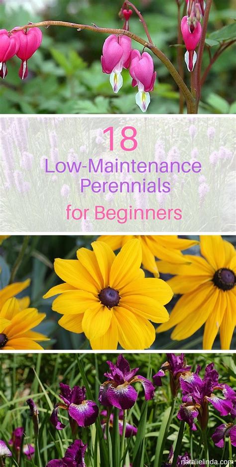 Not only will this perennial plant make your garden space look. 18 low maintenance perennials 3 - Natalie Linda