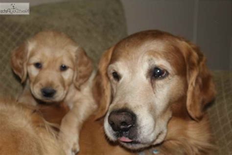 The sweet angel baby with puppy dog eyes. Golden Retriever Puppies Tulsa | PETSIDI