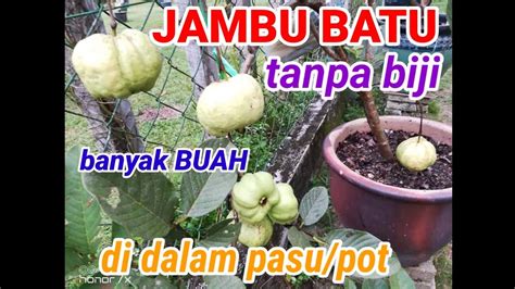 Jambu batu berasal daripada kawasan tropika amerika. Jambu Batu Tanpa Biji - YouTube