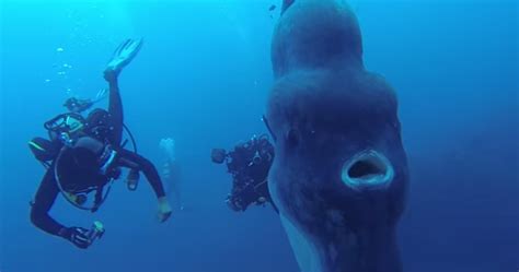 Ao largo da ilha de santa maria. Vídeo de peixe-lua Gigante nos mares dos Açores dá a volta ...