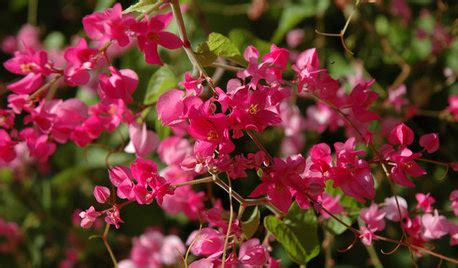 It has multitudes of blooms and nice uneven vines. Bushy, flowering shade vines