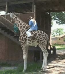 Ride till you can't no more!! Riding a giraffe (x-post from r/gifs) : funny