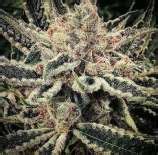 Check spelling or type a new query. Ethos Genetics | strains.io | cannabis marijuana breeder ...