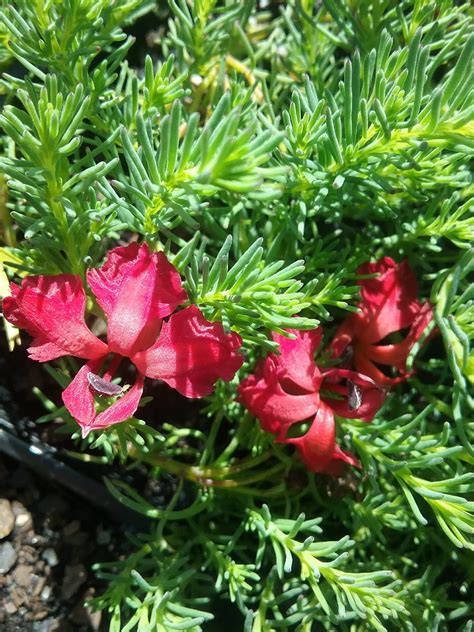 Lechenaultia formosa prostrate red in 75mm Supergro Tube - Trigg Plants