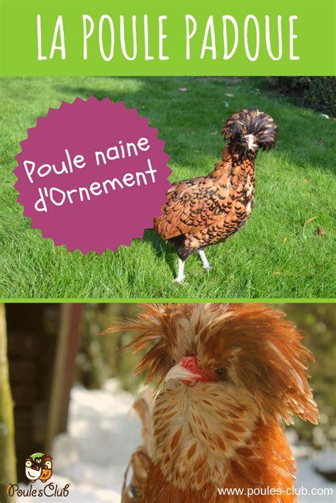 French arab, french mature, francaise, french amateur, france La poule Padoue : une petite naine huppée au look rigolo | Poule d ornement, Poule, Poule naine