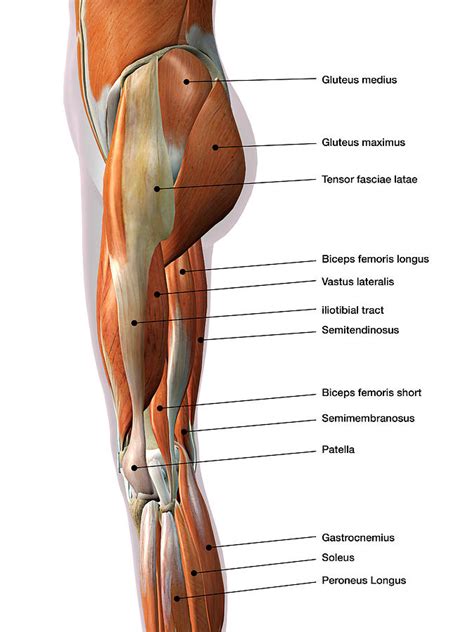 Find the perfect muscle diagram stock illustrations from getty images. Female Leg Muscles, Lateral View Photograph by Hank Grebe