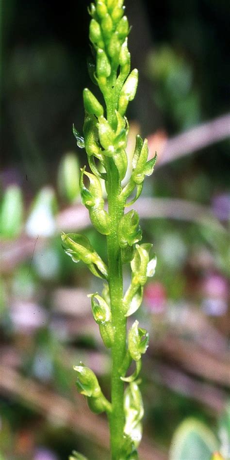 Texana (21) haplopappus crocea (6) haplopappus foliosus (12) haplopappus macrocephalus (7) haplopappus parryi (4) haplopappus stenophyllus (1) haplophyllum patavinum (1. Hammarbya paludosa | SpazioPiante.it