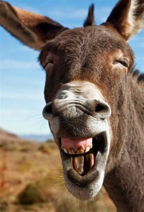 Select from premium funny animals of the highest quality. Donkey smiling | Funny animal images, Laughing animals ...