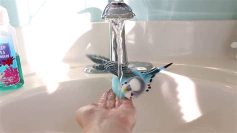 Bubble bath for kids & sensitive skin types. Bird Bath!! // Bubbles The Budgie - YouTube