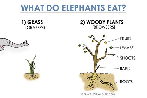 When talking about the species of elephants, the biggest and largest animal species are the elephants. What Do Elephants Eat? Elephant diet, video, & photo ...