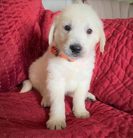 Her mom and litter of 8 puppies were rescued from a hoarding. Golden Retriever puppy dog for sale in Molalla, Oregon