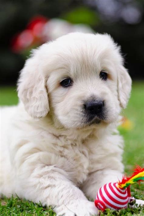 An english cream golden retriever is basically a golden retriever in a very pale. Portrait of a golden retriever two months puppy with a ...