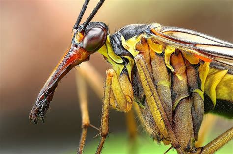 Insanely Detailed Macro Images Of Insects | Scopecube