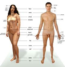 Popular female parts of good quality and at affordable prices you can buy on aliexpress. Woman - Wikipedia