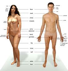 Parts of the body | infographic. Woman - Wikipedia