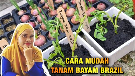 Cara menaman bayam sangatlah mudah, bahkan bisa anda lakukan sendiri, meskipun basik anda bukan petani. CARA MUDAH TANAM BAYAM BRAZIL - YouTube