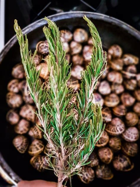 In 1999 the summer kitchen cafe is a charming nod to the old southern tradition of days gone by. Escargot with Rosemary - Cretan Kohli Boubouristi | Recipe ...
