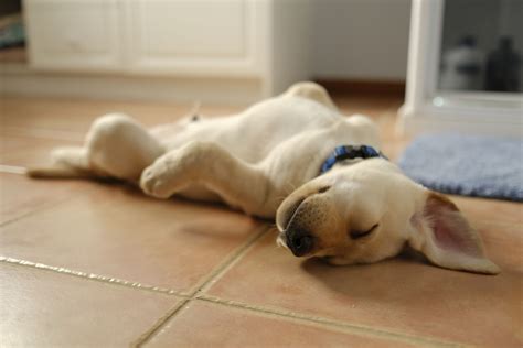 Image by leah flores / stocksy. Pet Friendly Bedroom Flooring Ideas and Options