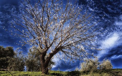 Check spelling or type a new query. tree flowering blue the sky spring HD wallpaper