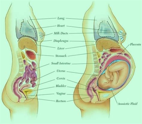 The egg and some blood then pass out of the uterus and through the vagina, a muscular tube that leads out of the body. Here Comes Baby V: Anatomy Of A Pregnant Lady